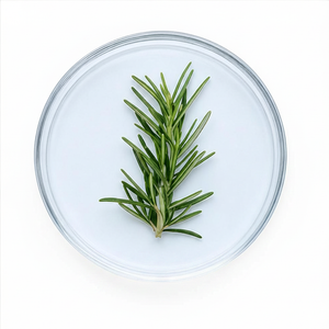 Rosemary Oil